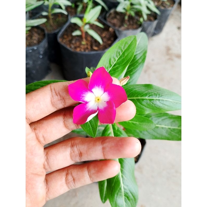 bibit HIDUP bunga Vinca (ada yg berbunga ada yg belum)