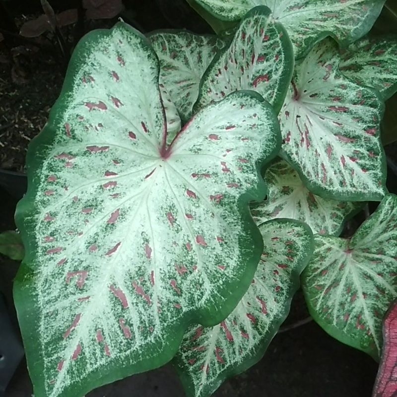 Keladi Gingerland Bibit- Caladium Gingerland - Keladi Hias Batik - Bibit Tanaman Hias