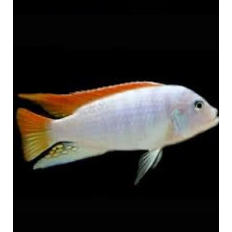 ikan cichild greshakei