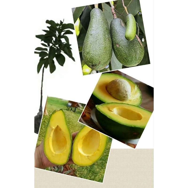 bibit alpukat Markus 1 meter buah jumbo