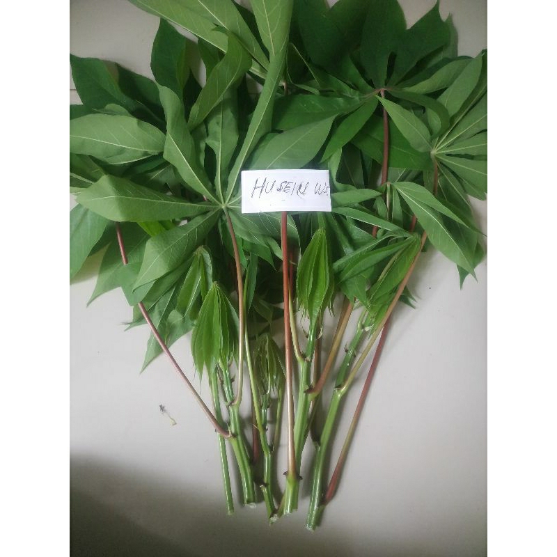 

daun singkong pucuk