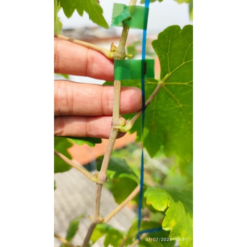 entres anggur import early adora