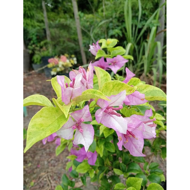 BIBIT BOUGENVILLE KHELISA bugenville import terbaru