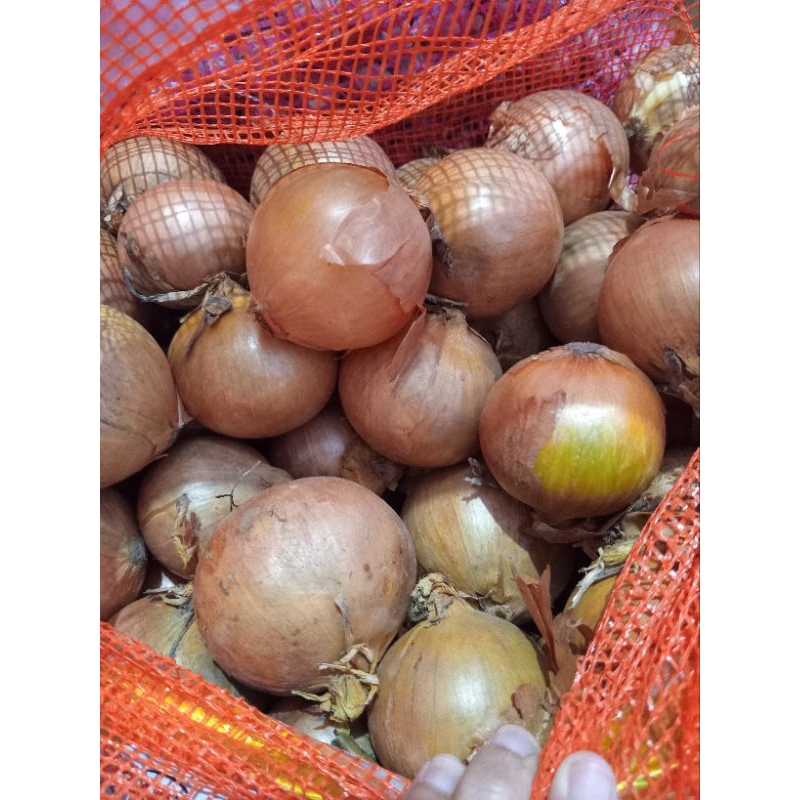 

Bawang Bombay Size Besar 1 kg