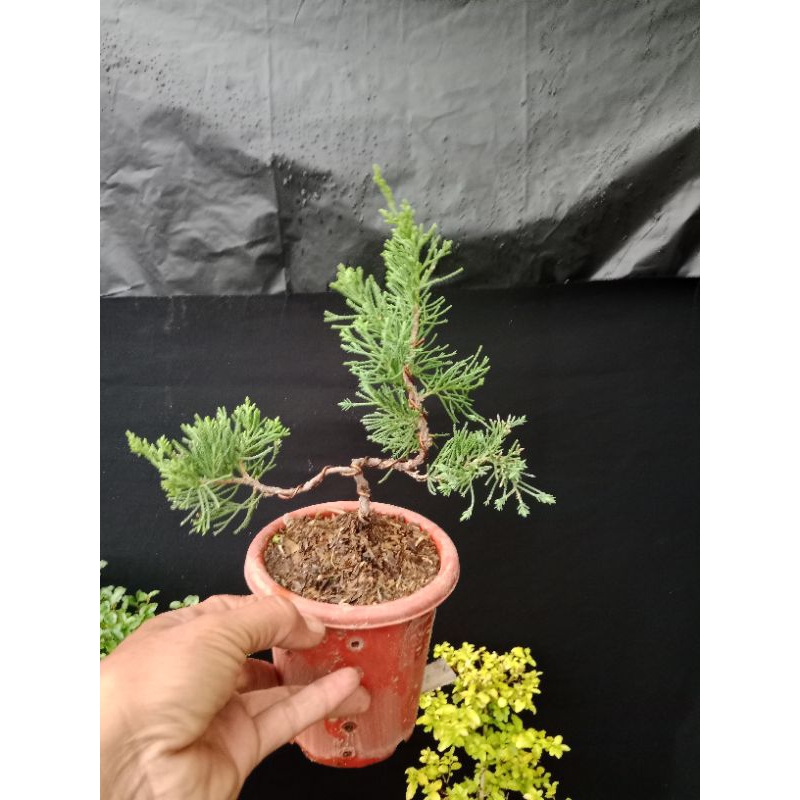 bonsai. cemara. sinensis
