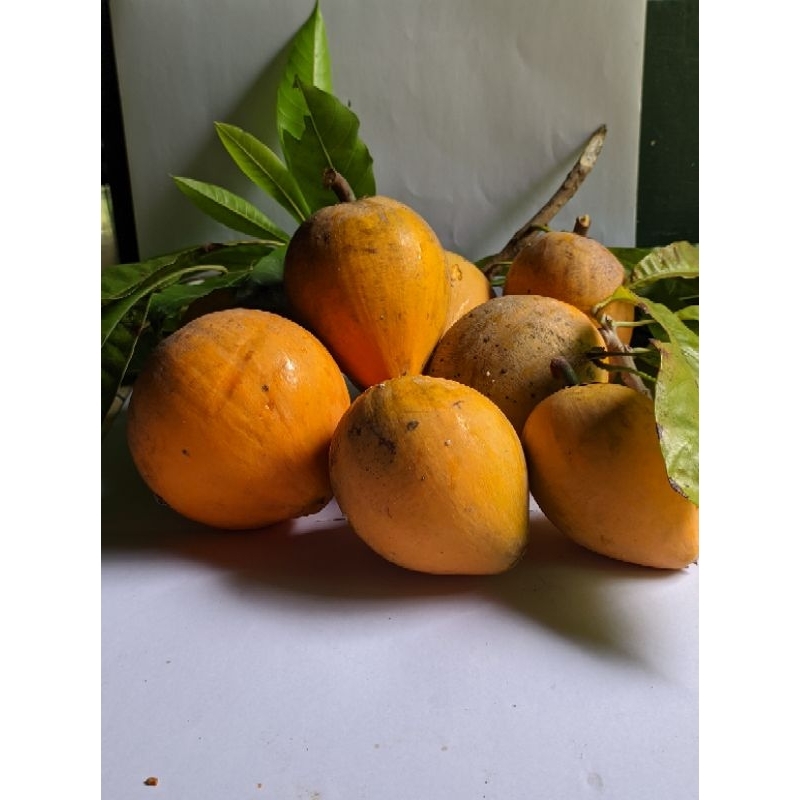 

buah sawo mentega/alkisah 500gr