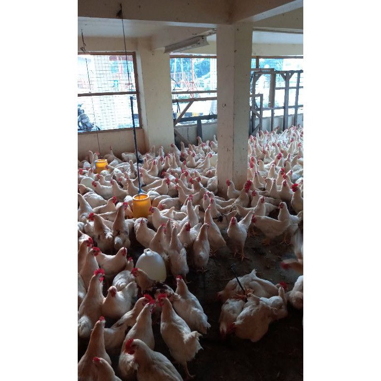 

MSTS1457 TERMURAH Ayam Pejantan Fresh