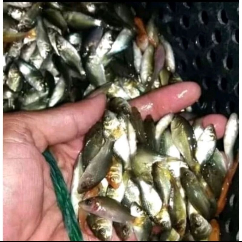 IKAN MAS HIDUP PAKAN PREDATOR