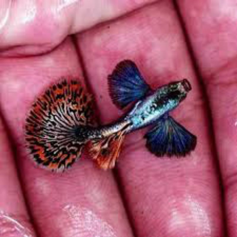 

Packing Styrofoam Guppy Red Dragon Half Moon
