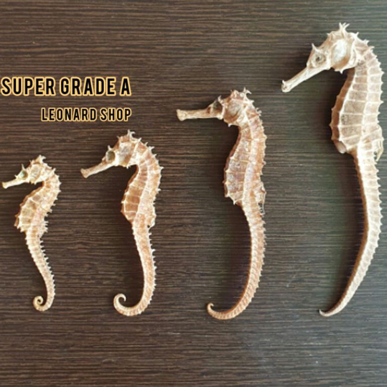 

CWCN456 D2289 KL HAI MA KERING SUPER HERBAL OBAT KESUBURAN PRIA WANITA HAIMA HAI MHA GINSENG RENDAMAN PIL KAPSUL NAGA LAUT SEAHORSE TERIPANG HAISOM SIRIP IKAN HISIT PENAMBAH STAMINA KUAT PERUT IKAN HUPIO GELEMBUNG REN SHEN SUBUR
