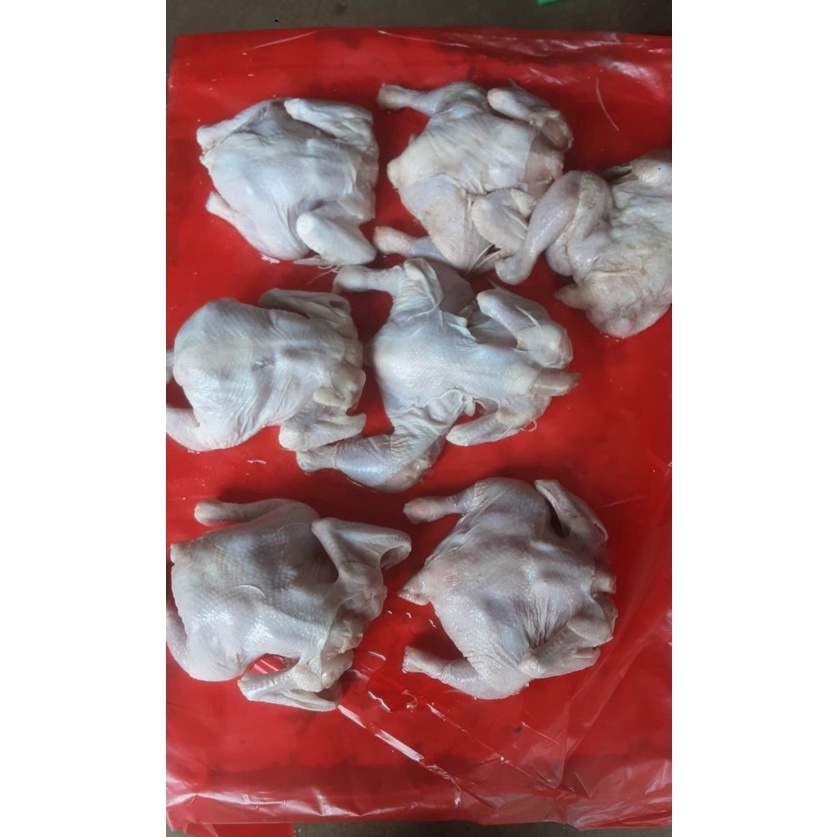 

KDZR5565 STOK SIAP COD Ayam broiler frozen promo 3 sd 4 gramayam murahayam potongayam broiler