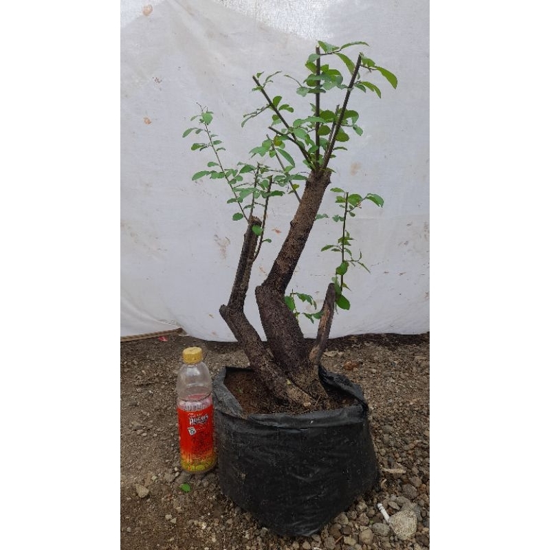 Dongkelan mustam buah