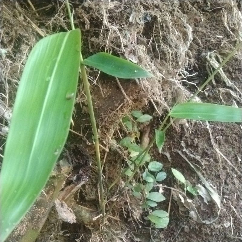 Bibit bambu tali bambu anyaman