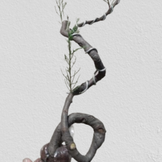 Tanaman Hias Bonsai Cemara Udang Bahan Bonsai Murah Gaya Liukan Ekstrem