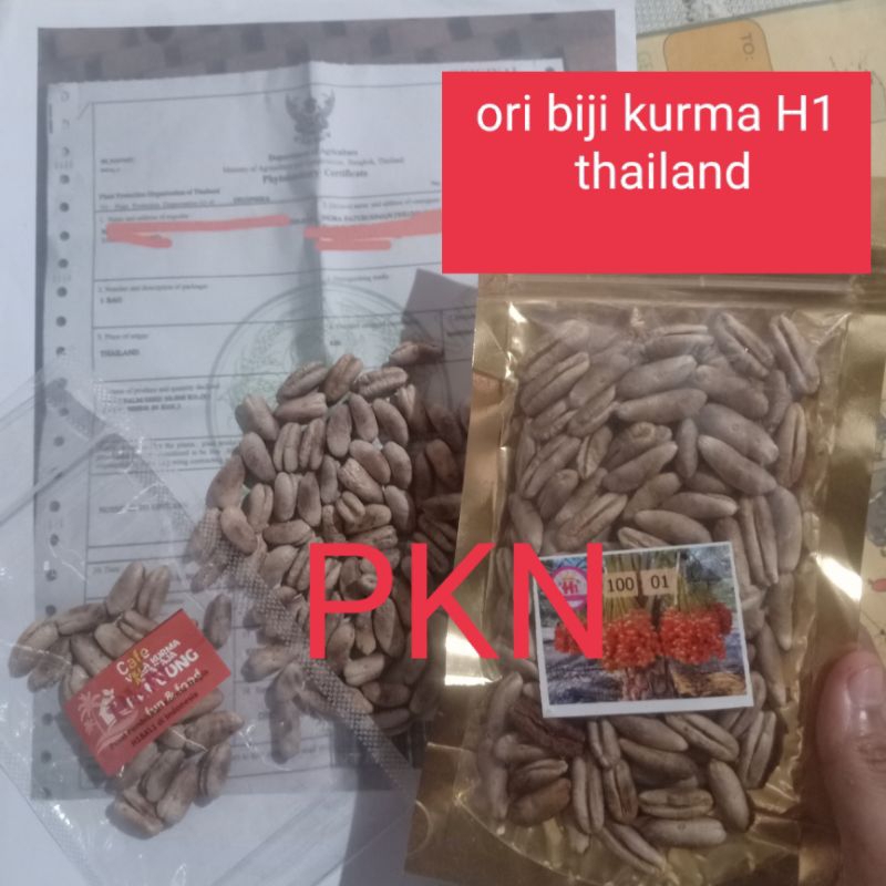 H1 biji kurma tropis thailand ORI  (utamakan baca deskripsi)