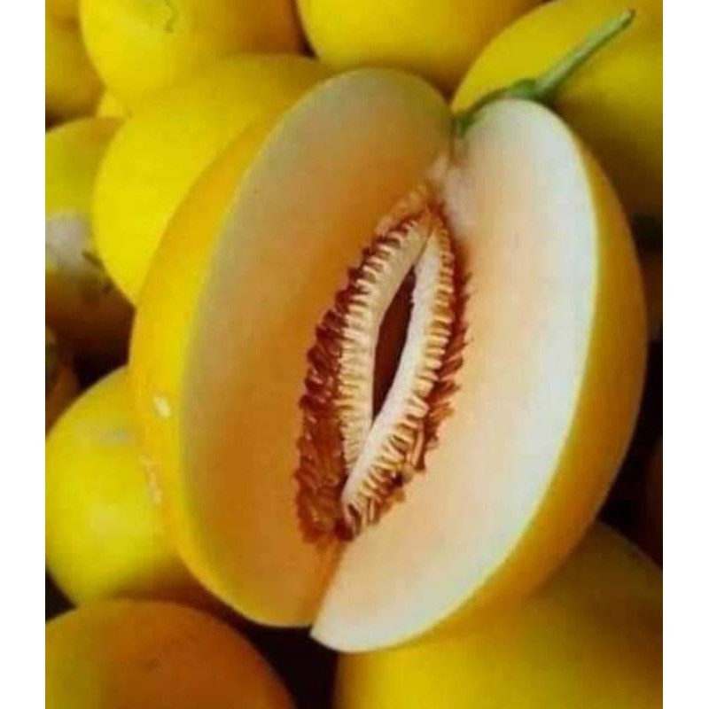 5 Biji - Benih Buah Melon Golden Kinanti