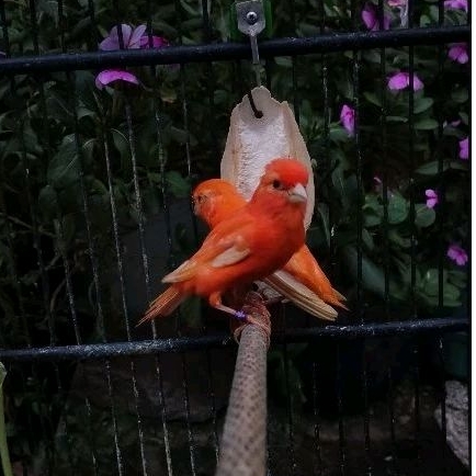 Kenari Merah Lokal ASLI GARANSI