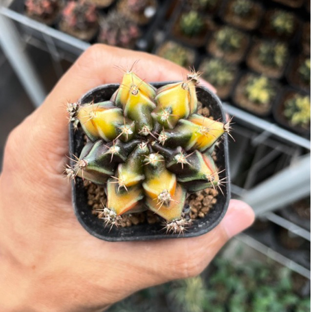 kaktus gymnocalicium mihanovichii variegata rootbeer  - takacacti