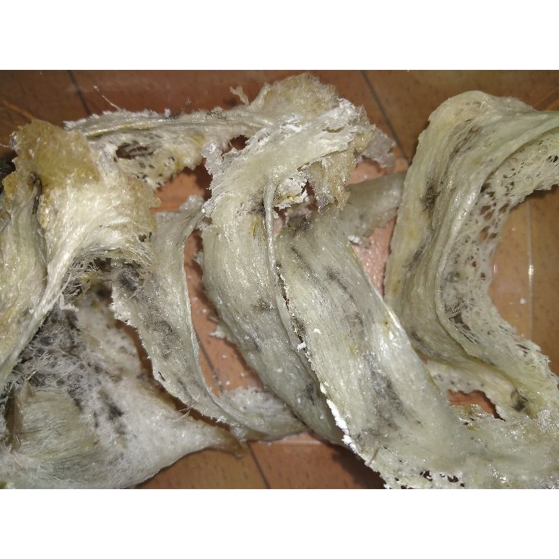 

Sarang Walet Rumahan Original Kalimantan