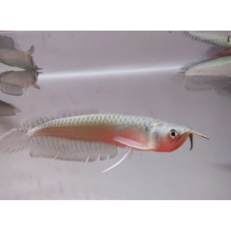 Arwana Arowana Silver Brazil Fish Ikan Hias Osteoglossum Bicirrhosum