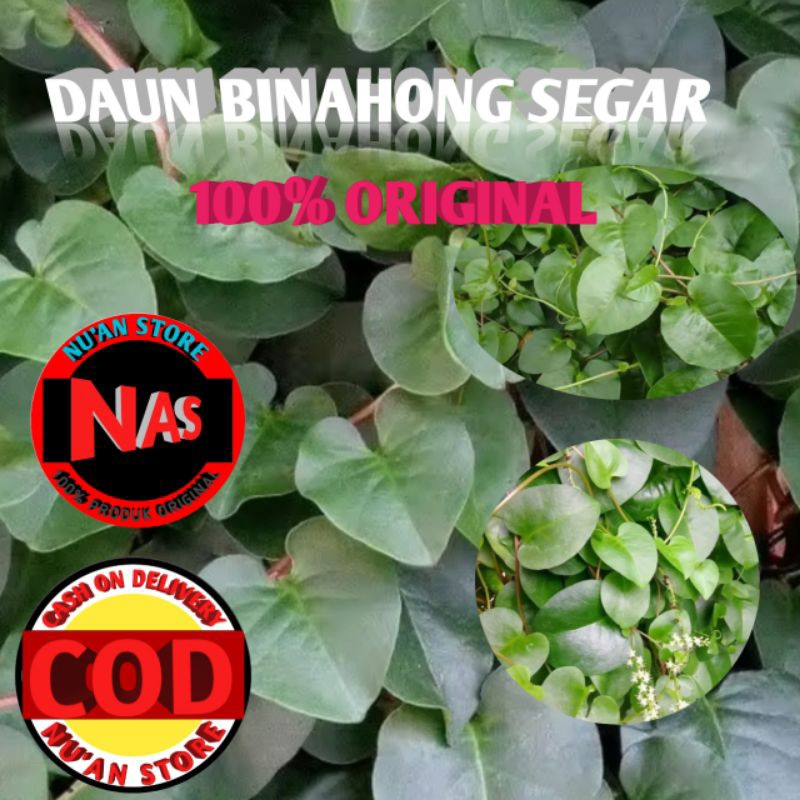 

DAUN BINAHONG SEGAR Kemasan 250grm