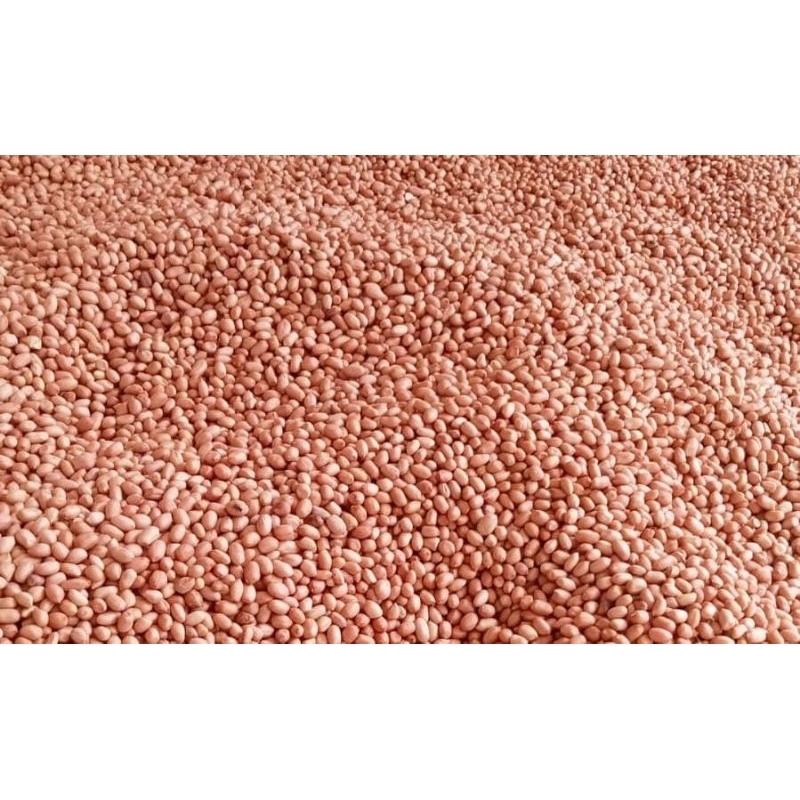 

Bibit unggulan 250 gram