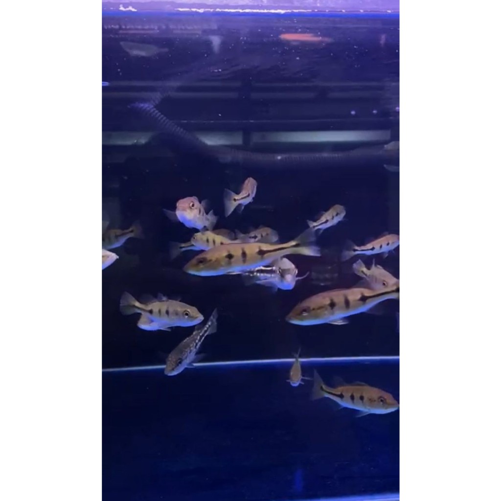 PEACOCK BASS ORINOCCO & PINIMA