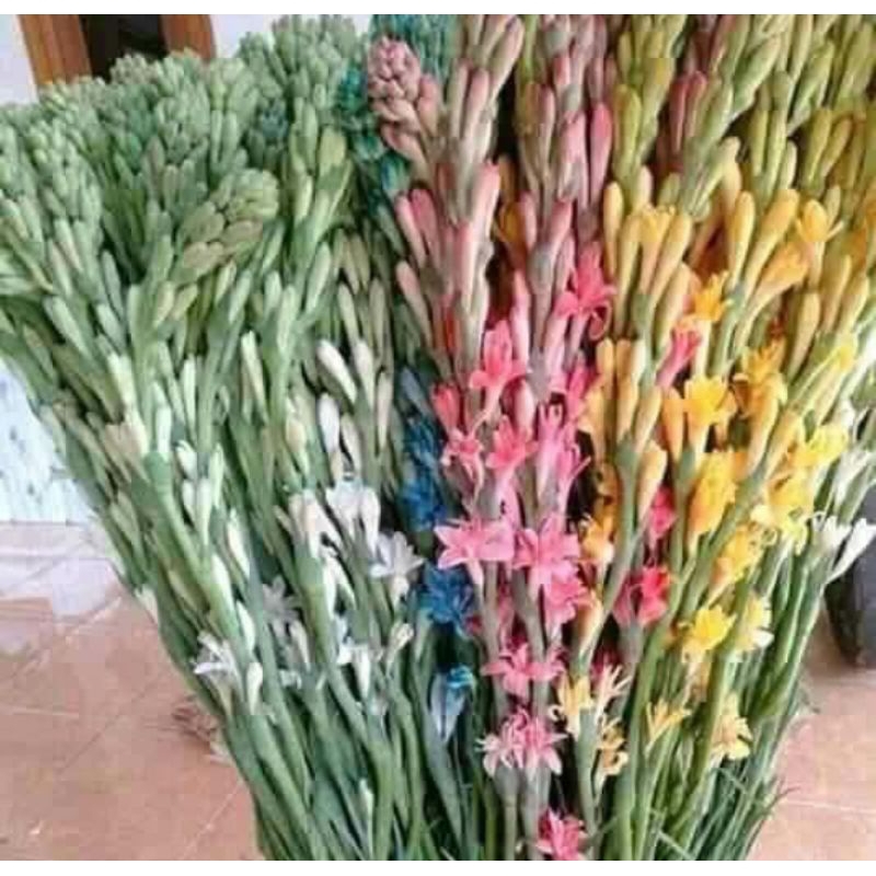 10 tankai bunga sedap malam warna warni wangi spesial megengan/awal ramadhan