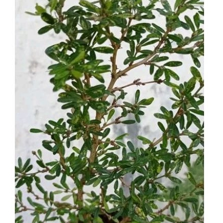 5 BIBIT BONSAI SAENG SIMBUR SUPER MURAH MIKRO VIETNAM