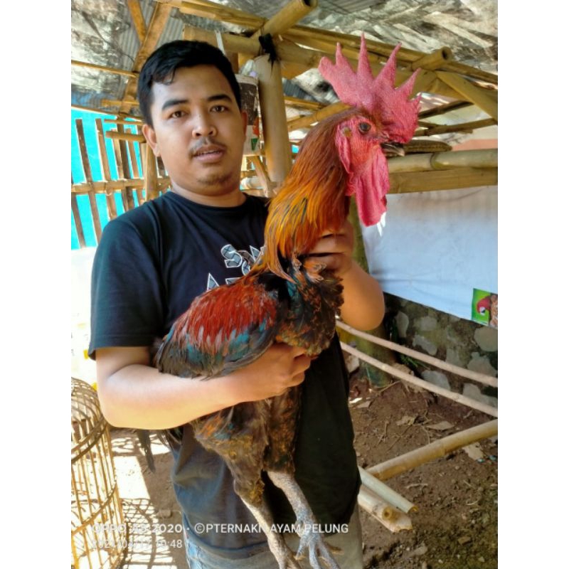 Bandung Ayam pelung jantan dewasa