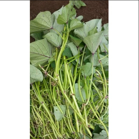 Bibit Ubi Bandorasa / Bibit Stek Ubi Jalar (Harga 1 batang/pohon/tangkai)