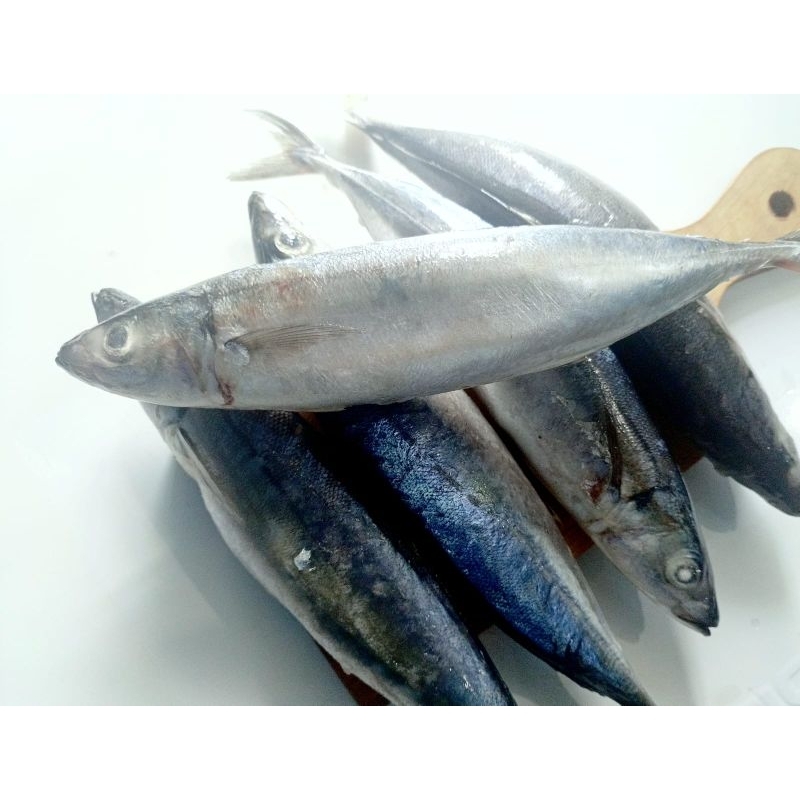 

Ikan Layang Jumbo PAKET 10kg Dijamin Termurah Tapi Kualitas Tidak Murahan. PALMERAH