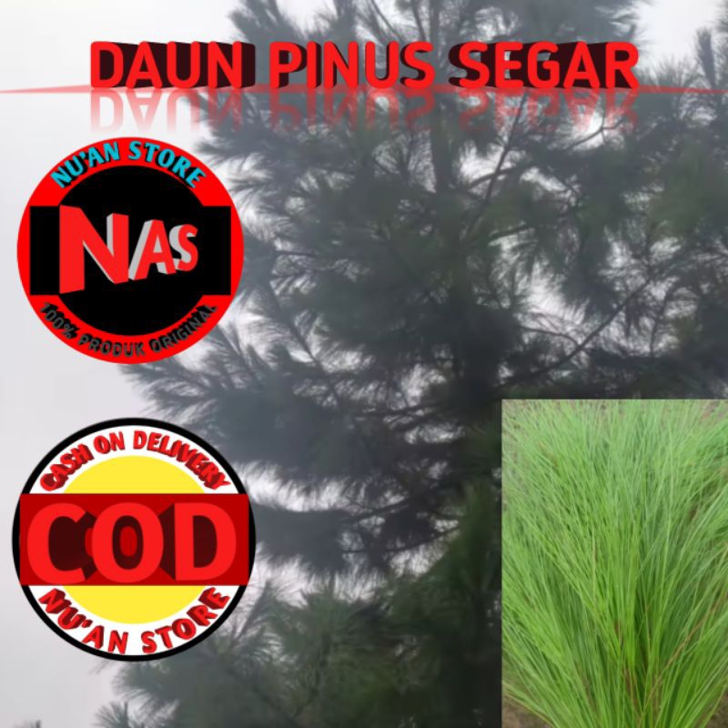 

DAUN PINUS SEGAR Kemasan 500grm