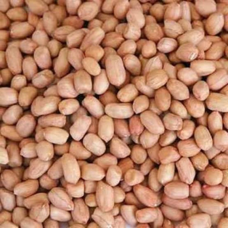 

Kacang tanah atau kacang ose