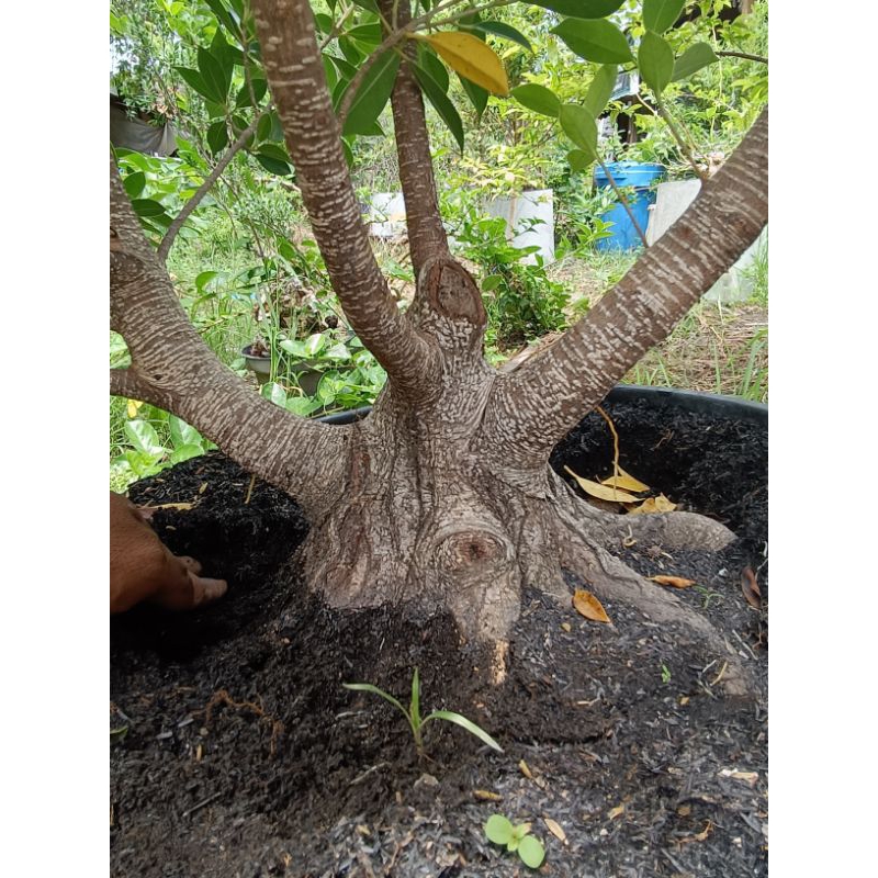 bonsai kimeng prokar