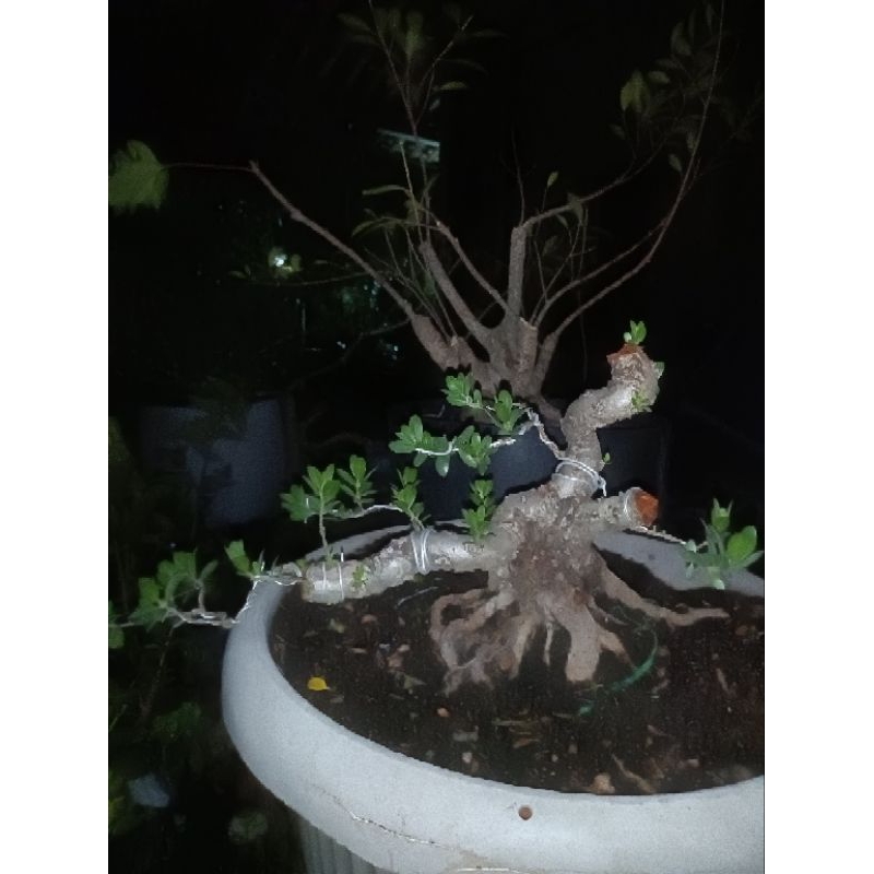 bonsai santigi  mame