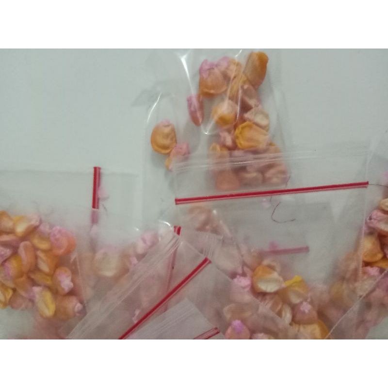 

bibit jagung manis isi 20 biji