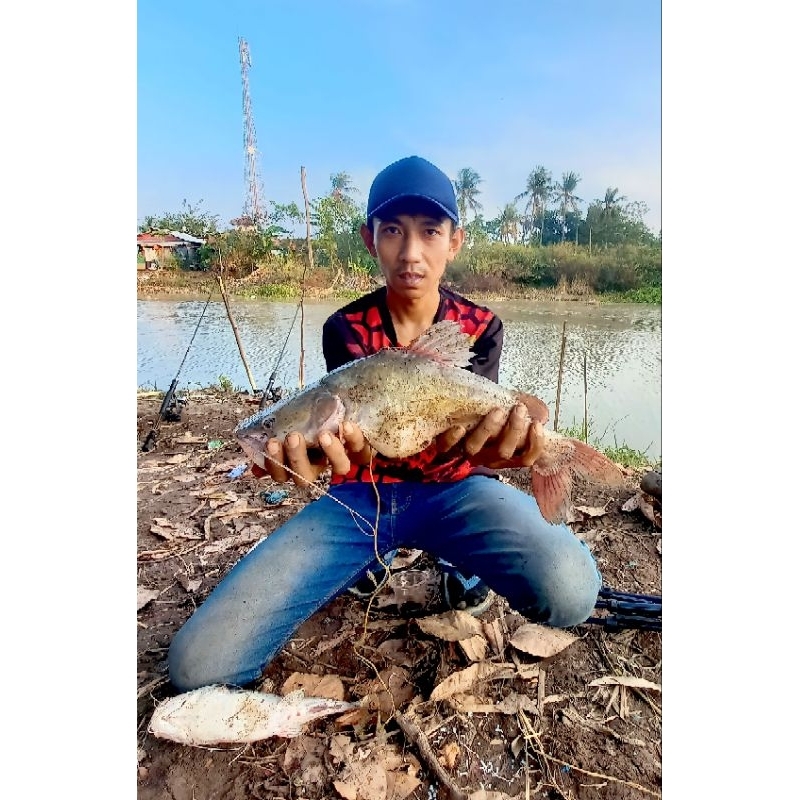 KUCUR GEJEBUR Umpan gacor untuk mancing ikan BAUNG.