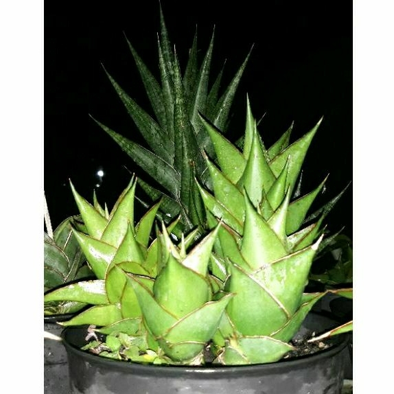 sanseviera hybrid tower