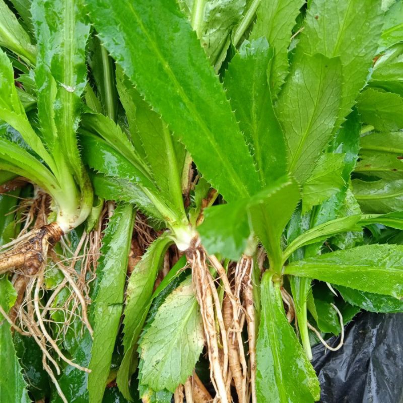 Walang sangit walang cina umpan pancing atau obat herbal pohon walang sangit utuk perpohon