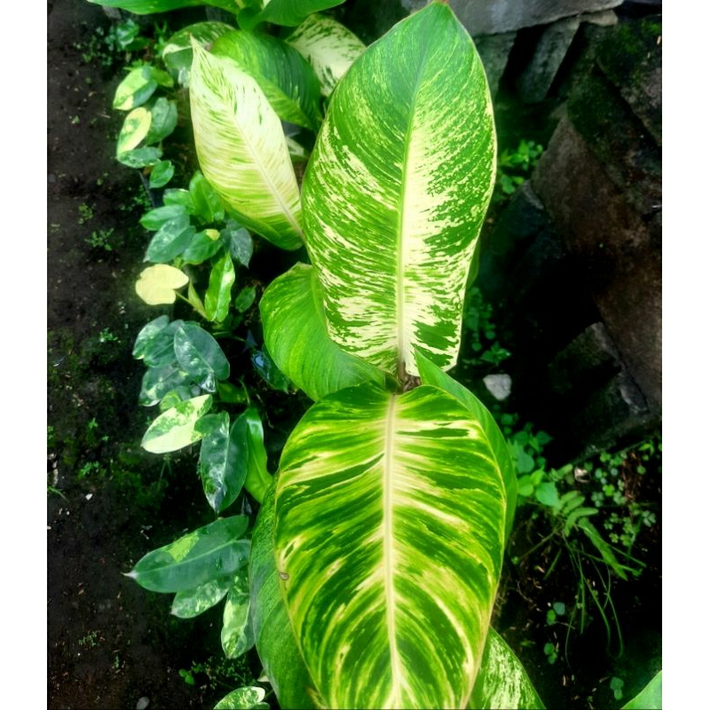 Pisang Varigata Besar - Tanaman Hias Outdoor dan Dekorasi