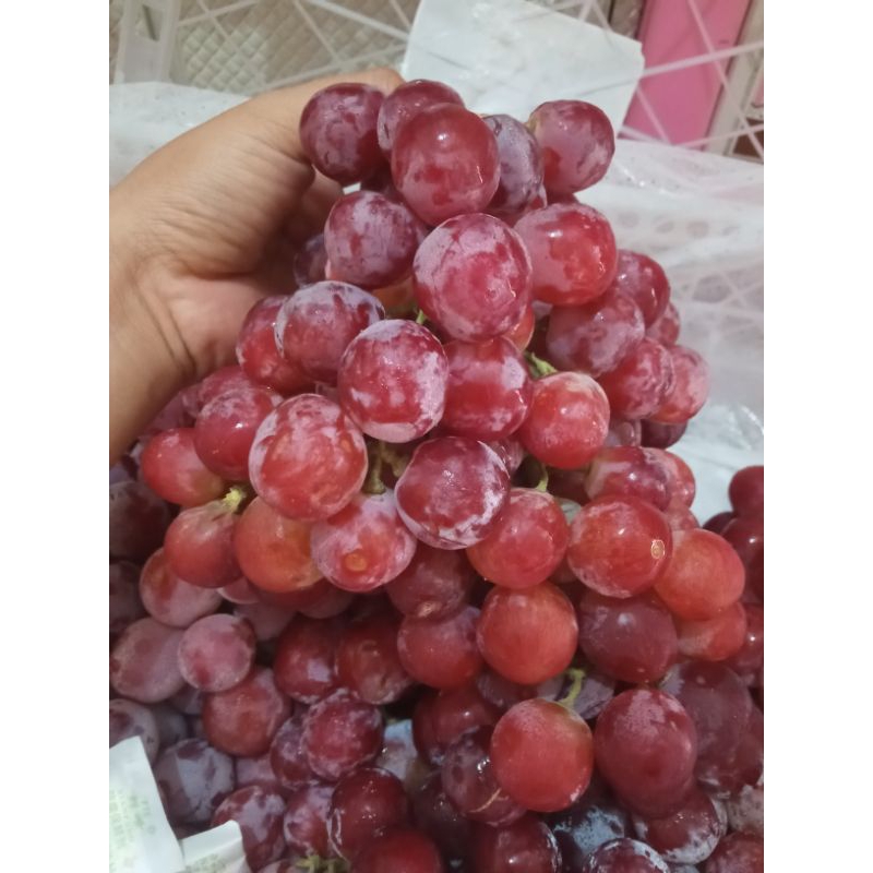 

ANGGUR RED GLOBE 500gr