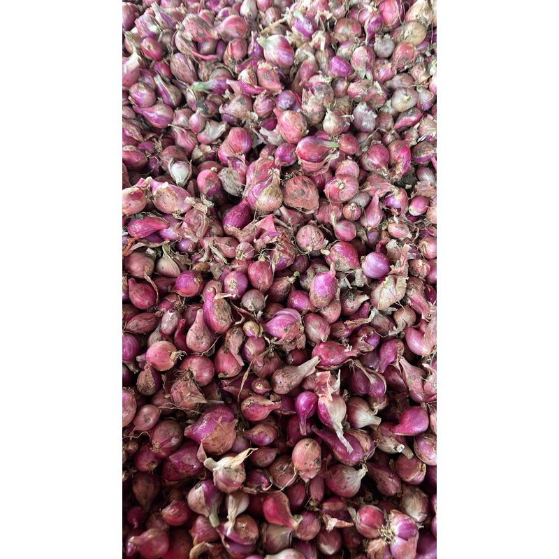 

Bawang merah brebes
