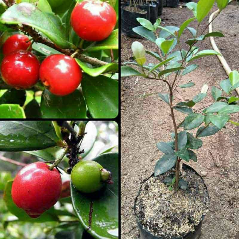 Bibit Cherry Merah Jepang. Asli tanaman super genjah cepat berbuah lebat...