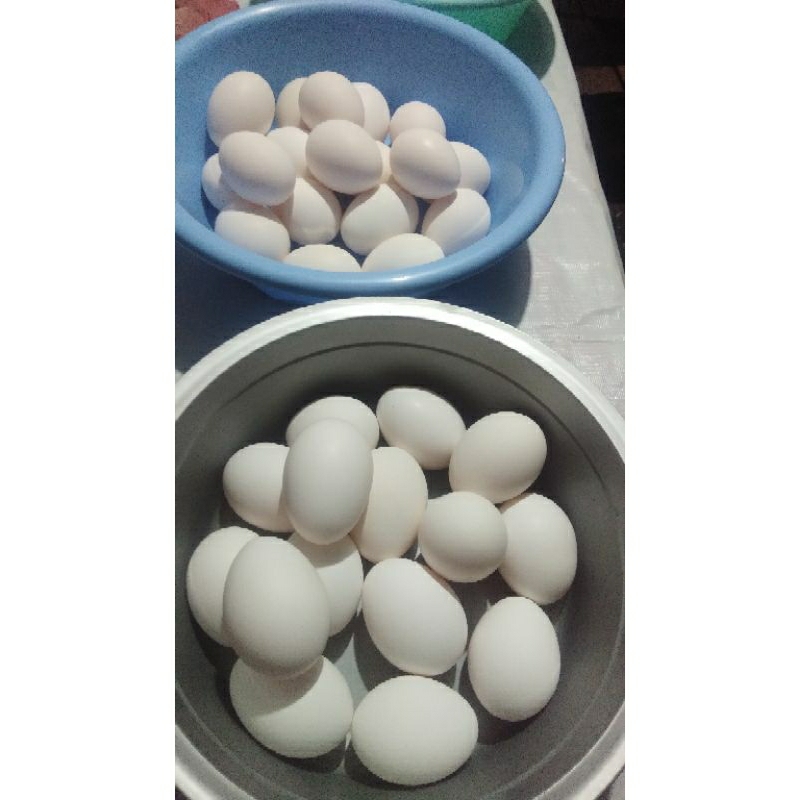 Telur Ayam Fertil White Leghorn