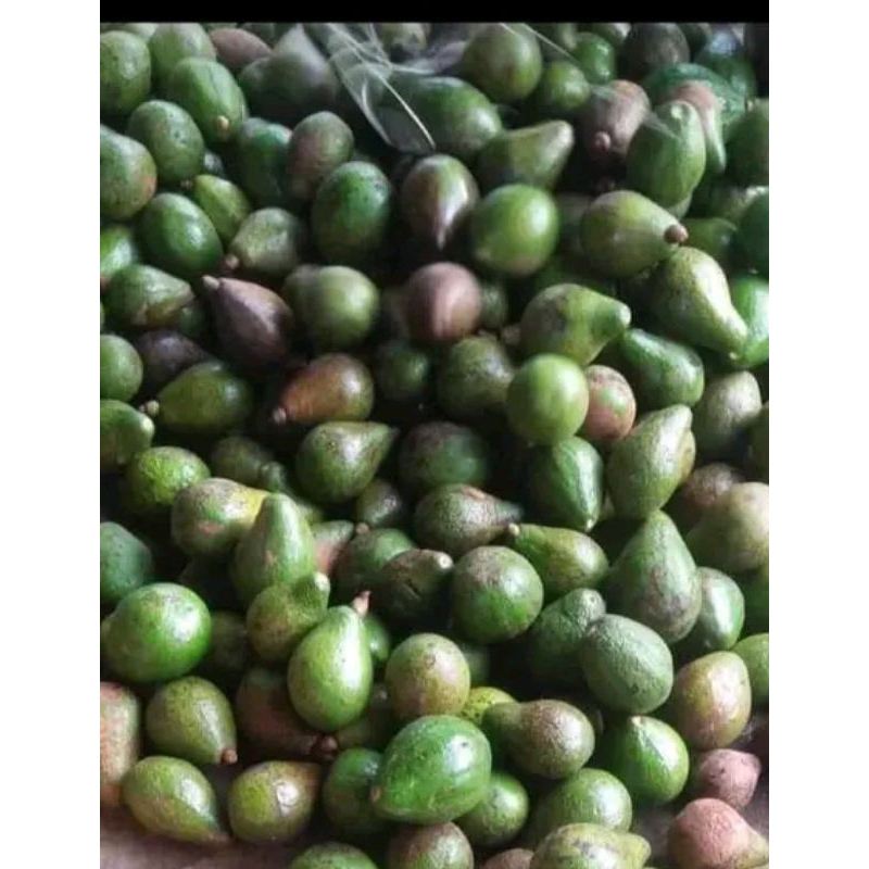 

alpukat mentega asli aceh