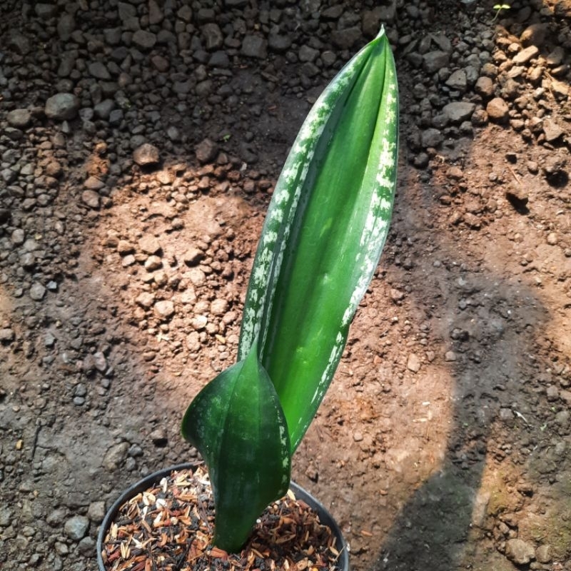 Sansevieria trifasciata "Whitney"
