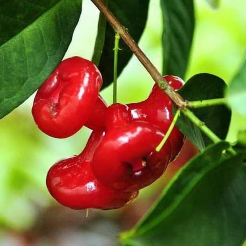 JAMBU AIR KANCING/LILI PILY CANGKOK