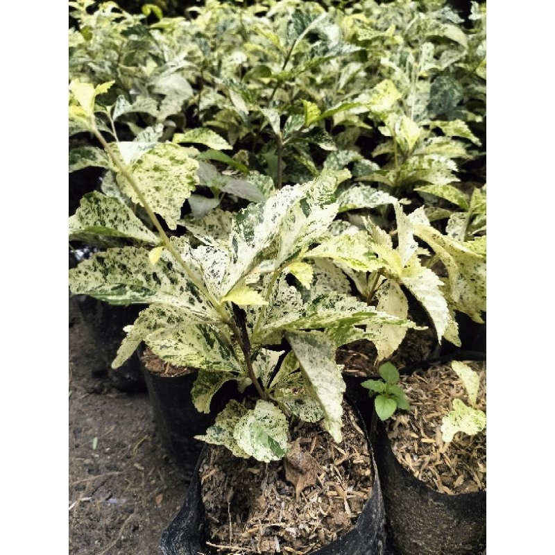 Tanaman Hias Teh Tehan Varigata Tanaman Pagar