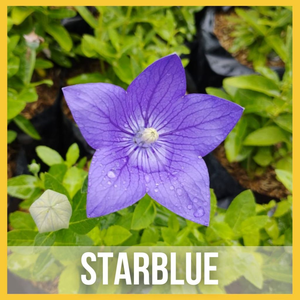 Tanaman Hias Bellflower / Tanaman Hias Berbunga Star Blue Tanaman Hias Outdoor Bukan Biji